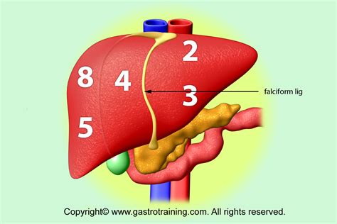 Gastroenterology Education and CPD for trainees and specialists。